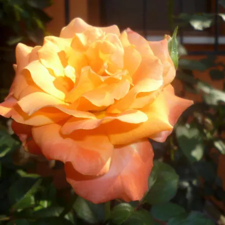 Astir Casa de hóspedes Poros (Kefalonia)