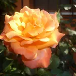 Astir Affittacamere Poros (Kefalonia)