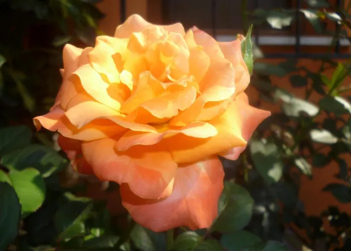 Astir Pensión Poros (Kefalonia)